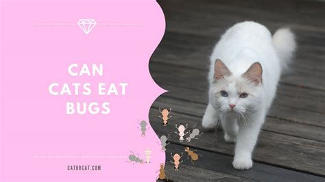 bugs for cats to chase