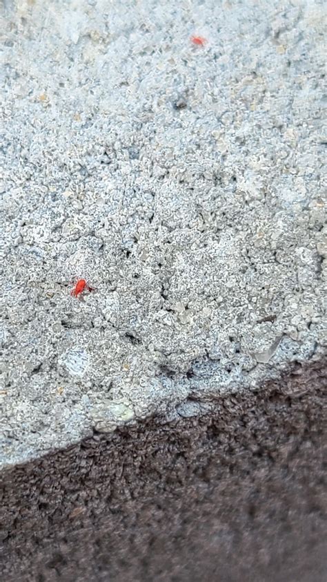 Bugs In Concrete Cracks