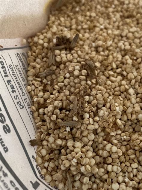Bugs In Quinoa