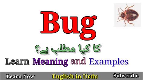 bugs meaning in urdu with example