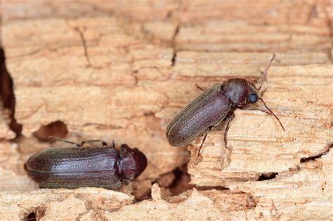 Bugs On Wood Furniture