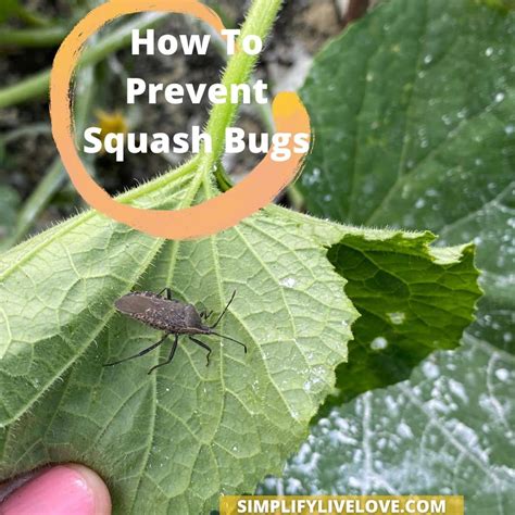 Bugs That Kill Zucchini