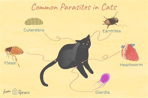 bugs that live on cats