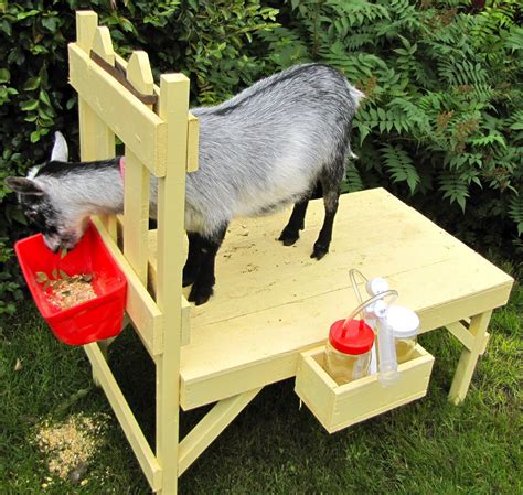 build a goat milking stand