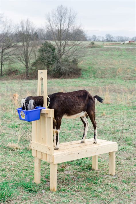 building a goat milking stand