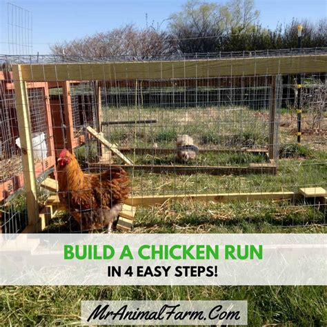 Building A Simple Chicken Run