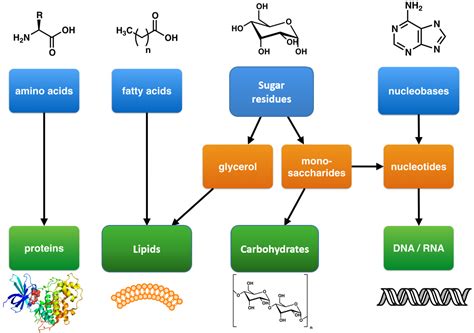 Building Blocks Of Macromolecules And Examples