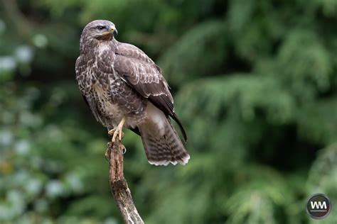 buizerd vogel