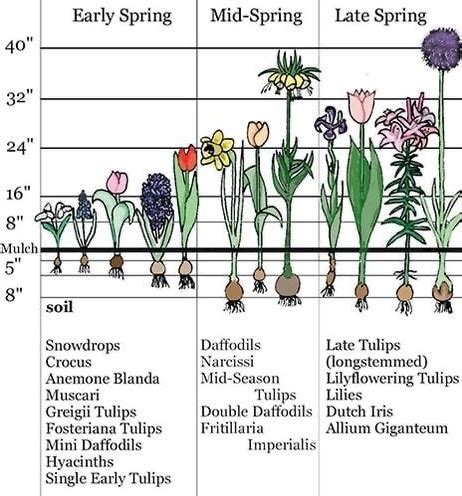 Bulb Planting Chart