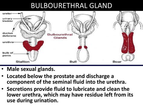 Bulb Urethra Definition