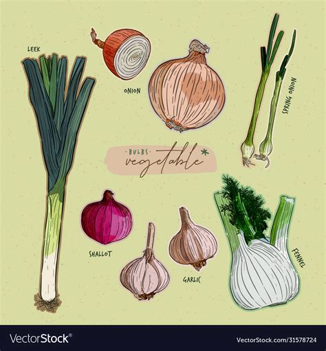Bulb Vegetables Description