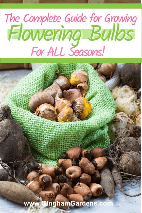 Bulbs For Different Seasons