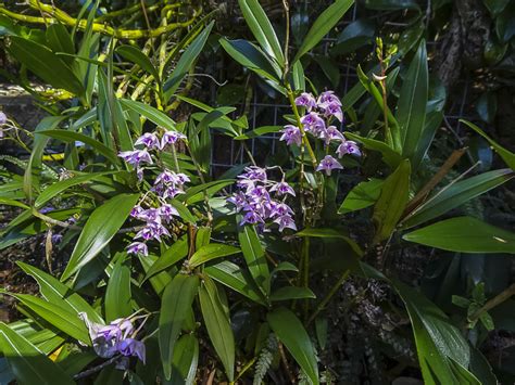 Bulbs For Sub Tropics