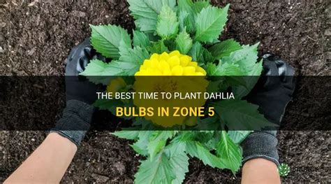 Bulbs For Zone 5