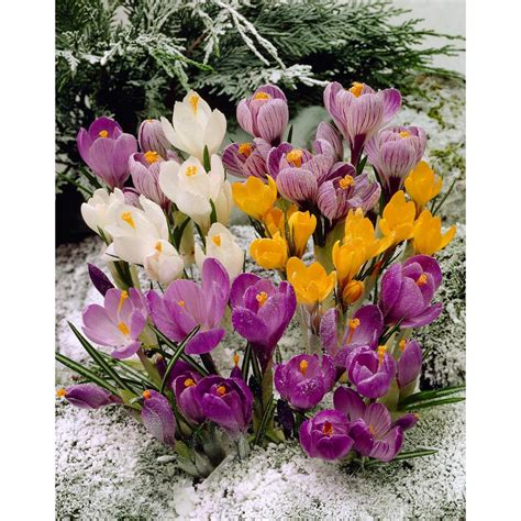Bulbs Snow Crocus