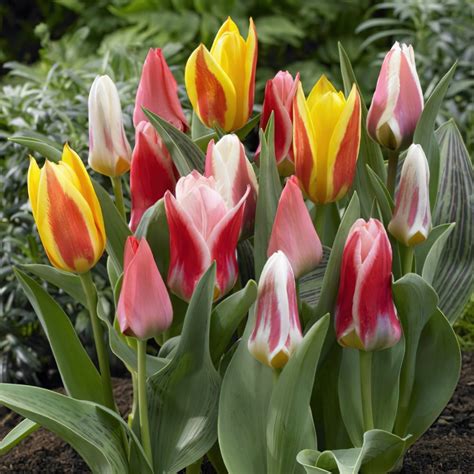 bulk buy tulip bulbs uk