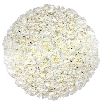 Bulk Carnations Costco