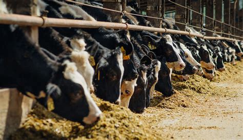 Bulk Feed Prices Oklahoma