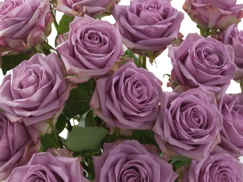 Bulk Lavender Roses