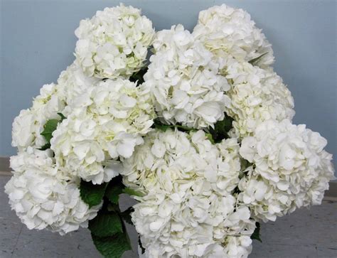 Bulk Order Hydrangeas