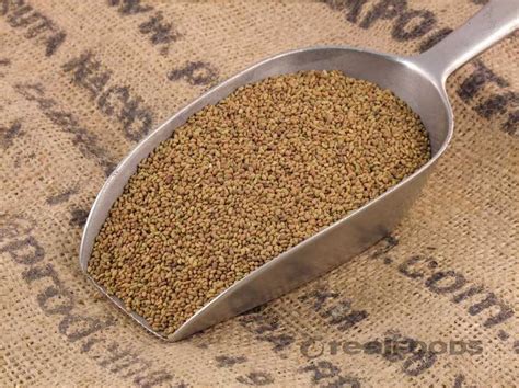 bulk organic alfalfa sprouting seeds