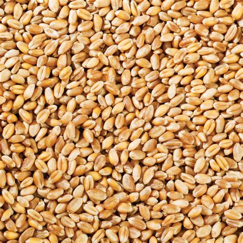 bulk organic grains free shipping
