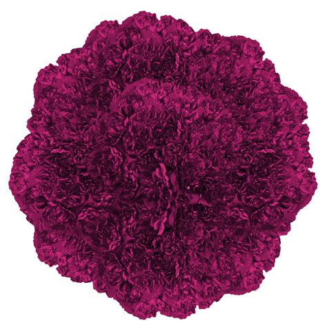 Bulk Purple Carnations