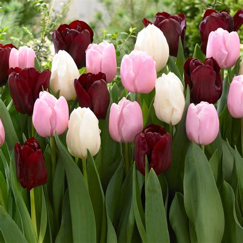 Bulk Tulip Bulbs Us
