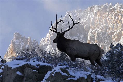 bull elk desktop wallpaper