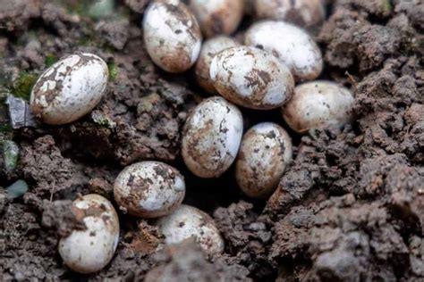 bull snake eggs photo