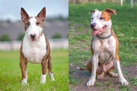 bull terrier pitbull mix