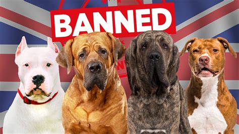 bulldog ban in uk