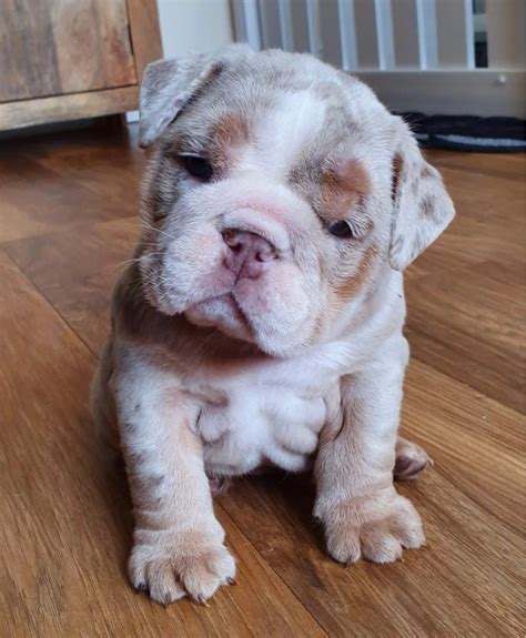 bulldog near me for sale