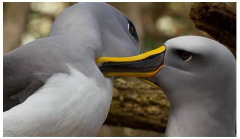 Bullers Albatross Planet Earth 2 Sneak Peek! David Attenborough’s II Daily