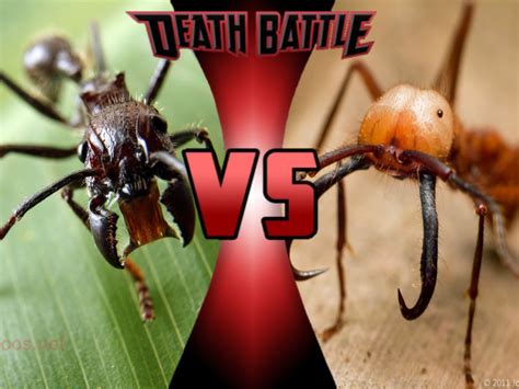 bullet ants vs army ants