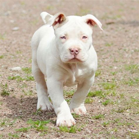 bully pitbull puppies for sale cheap