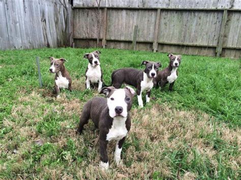bully pitbull puppies for sale in houston tx
