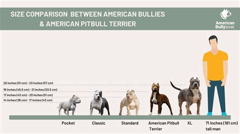 Bully Pitbull Sizes