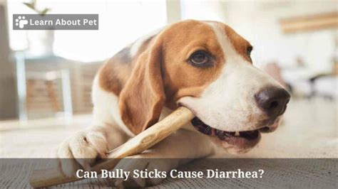 Bully Stick Causing Vomiting And Diarrhea