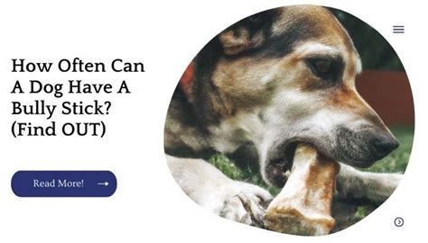 Bully Stick How Often