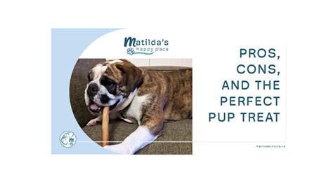 Bully Stick Pros And Cons