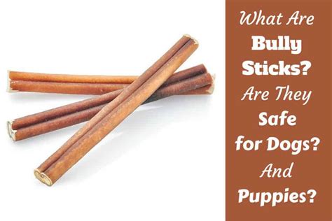 Bully Stick Why
