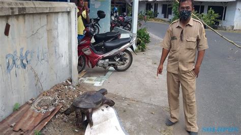 bulus halal atau haram