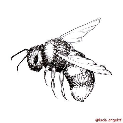 Bumble Bee Drawing at Explore collection of Bumble Bee Drawing