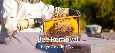 bumble bee removal eastover nc