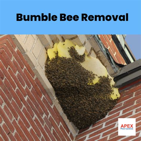 bumble bee removal harrisburg nc