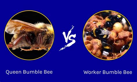 Bumble Bee Vs Worker Bee