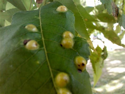 bumps on pecan leaves