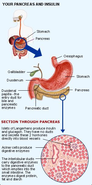 bumpy structure under the stomach makes insulin