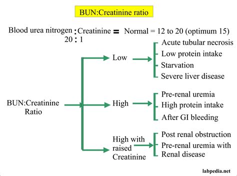 Unlocking the Secret to Fitness Success: Understanding the Optimal Bun Creat Ratio